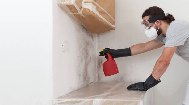 Professional Basement Mold Removal technician working in Teaneck, NJ