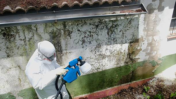 Top rated local Basement Mold Removal specialists in Teaneck, NJ